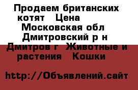 Продаем британских котят › Цена ­ 5 000 - Московская обл., Дмитровский р-н, Дмитров г. Животные и растения » Кошки   